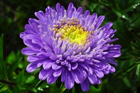 漂亮的翠菊