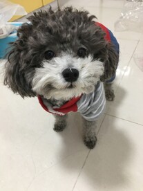 小狗宠物狗