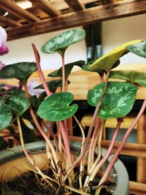 绿植绿叶植物