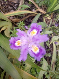 紫色蝴蝶花