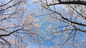 木兰