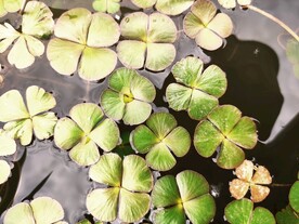 水生植物