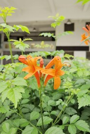 橙色小花