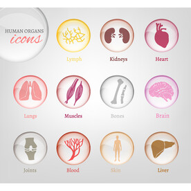 矢量人物内脏图标