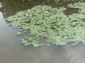 莲池