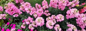 粉红花