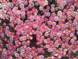 粉红花朵