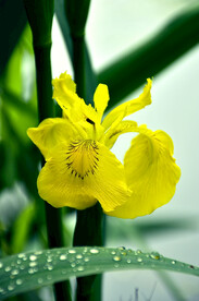 黄菖蒲
