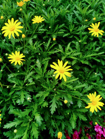 花园里的茼蒿菊