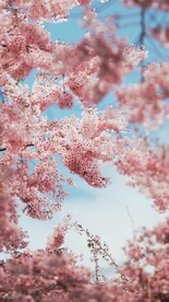 美丽的樱花