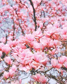美丽的樱花