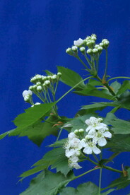 山楂花