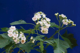 山楂花 