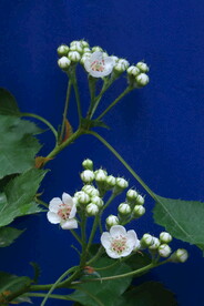 山楂花 