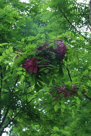 紫槐花