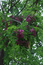 紫槐花