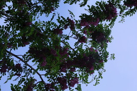 紫槐花