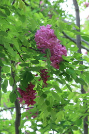 紫槐花 