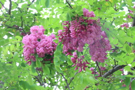 紫槐花 