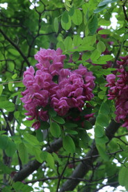 紫槐花
