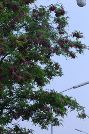 紫槐花