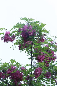 紫槐花