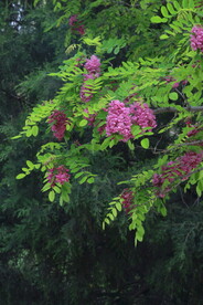 紫槐花 