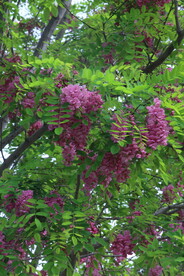 紫槐花
