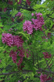 紫槐花