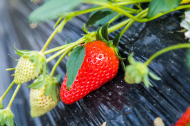 红彤彤的草莓