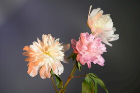 芍药花