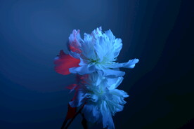 芍药花