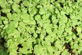 绿色叶子背景底纹