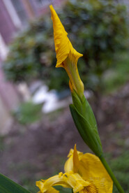 黄菖蒲