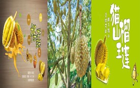 榴莲  