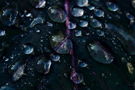 紫色树叶水珠