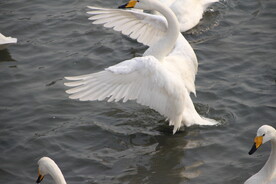 大天鹅