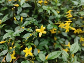 探春花