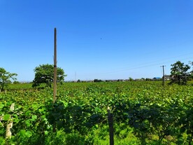 蓝天下的乡村风景