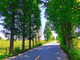美丽的乡村风景