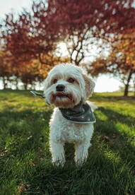 狗狗