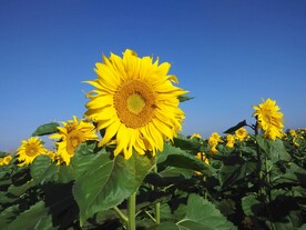 葵花