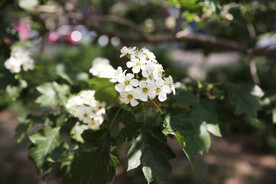 山楂花