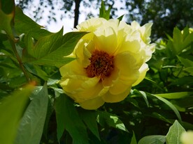 牡丹花开