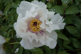 一朵白色牡丹花