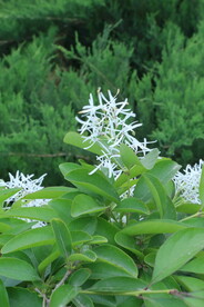 流苏树花 