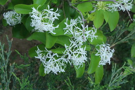 流苏树花 
