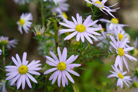 淡紫色的紫苑花朵花丛