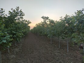 小树