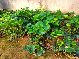 诱人的草莓